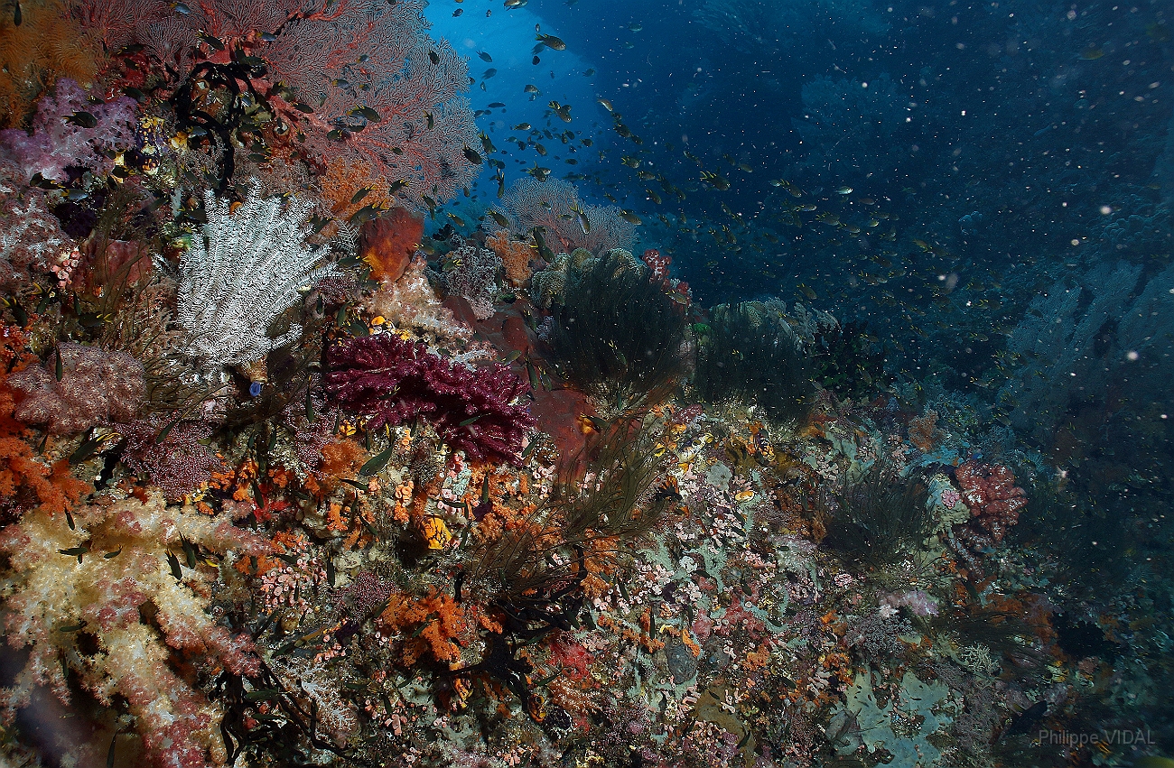 Raja Ampat 2016 - Corail - IMG_5135_rc.jpg